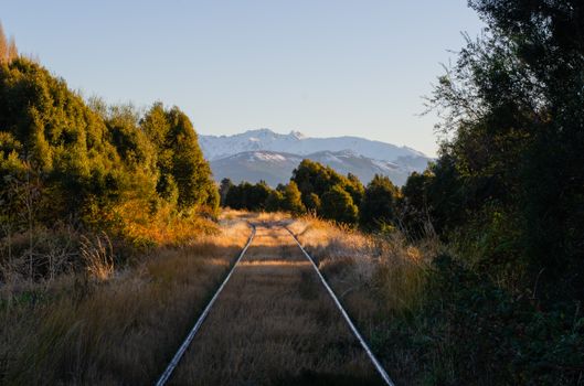 walking track bush