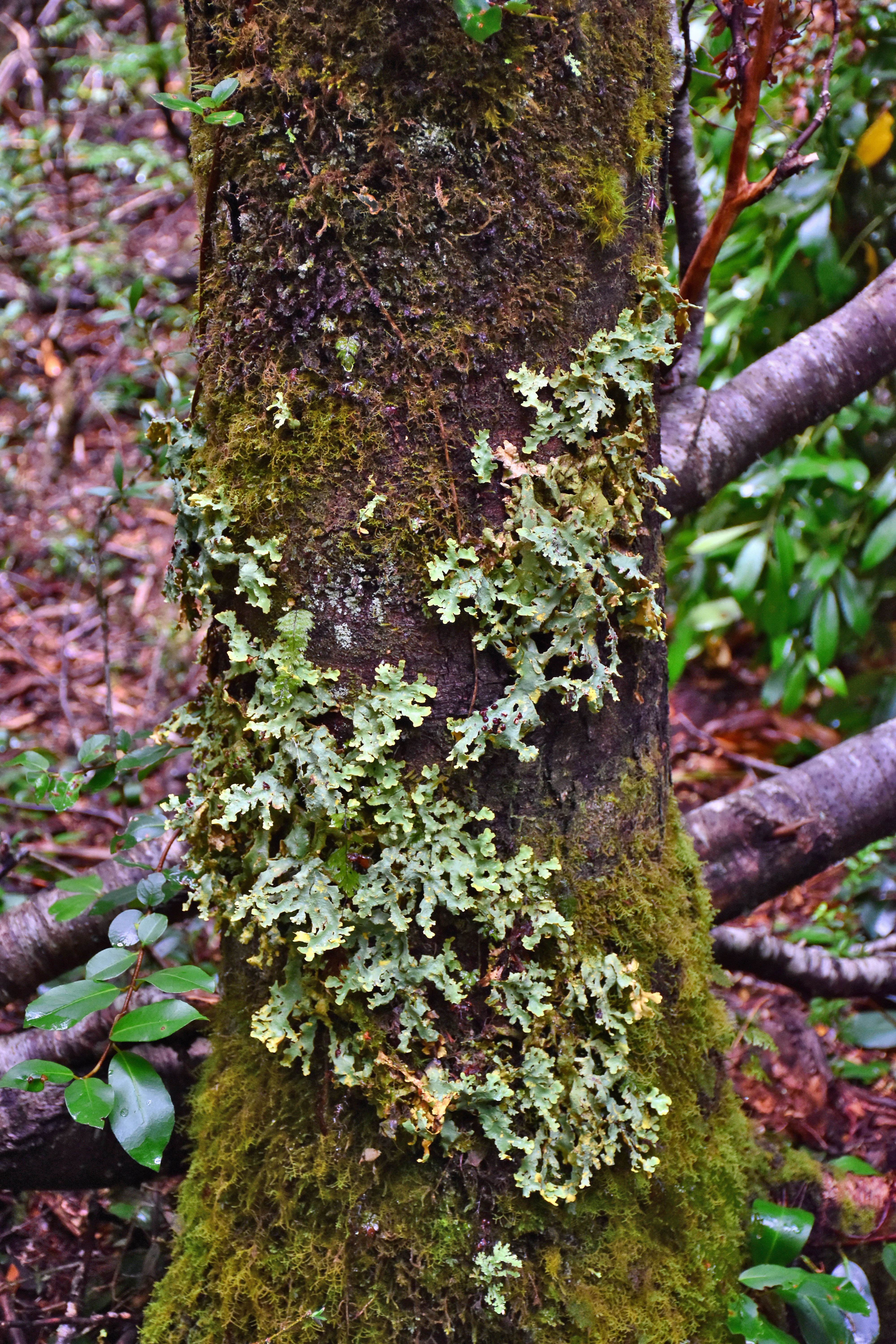 Decoding Moss & Lichen on Tree Trunks & Woody Shrubs: When These Growths are Harmless, When They Signal Stress, and If You Should Intervene Organically
