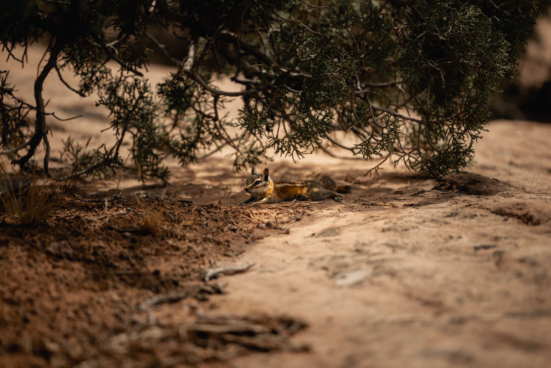 A chipmunk rests under the shade of a juniper tree in Utah's desert landscape.