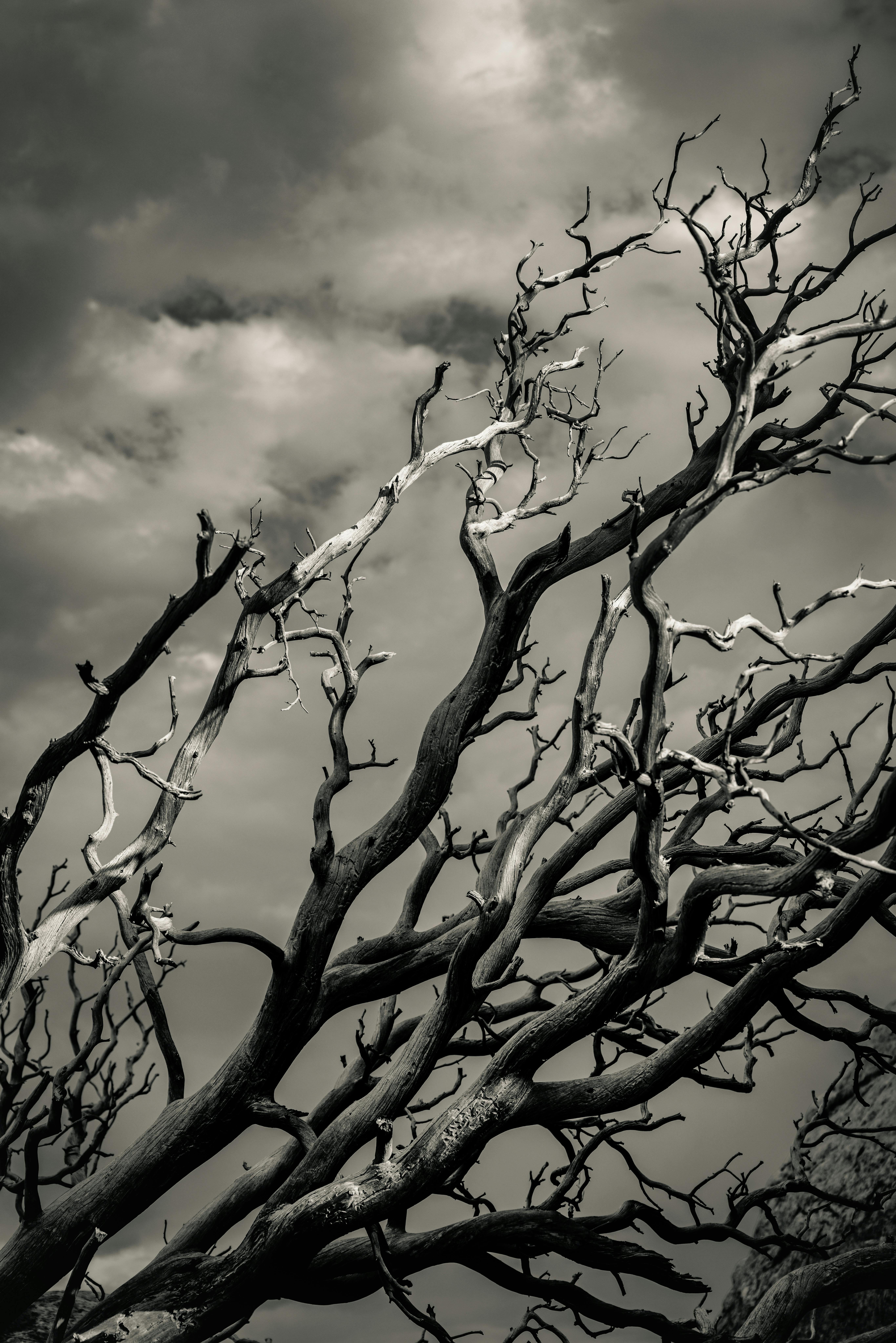 A striking black and white image of a dead tree with twisted branches set against a stormy sky in Utah.