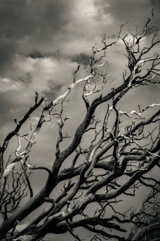 A striking black and white image of a dead tree with twisted branches set against a stormy sky in Utah.