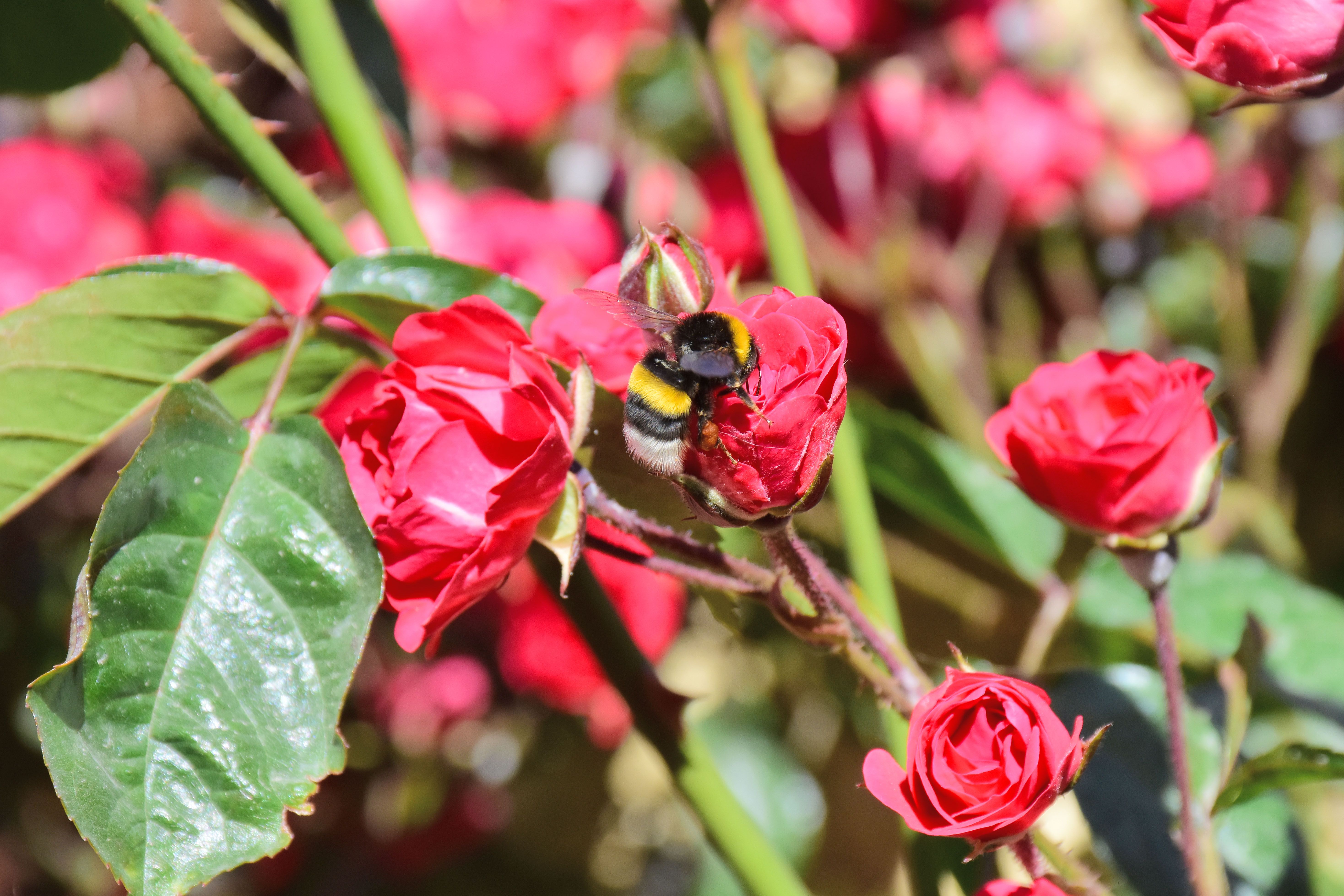 Flower Rose Insect Photos, Download The BEST Free Flower Rose Insect ...
