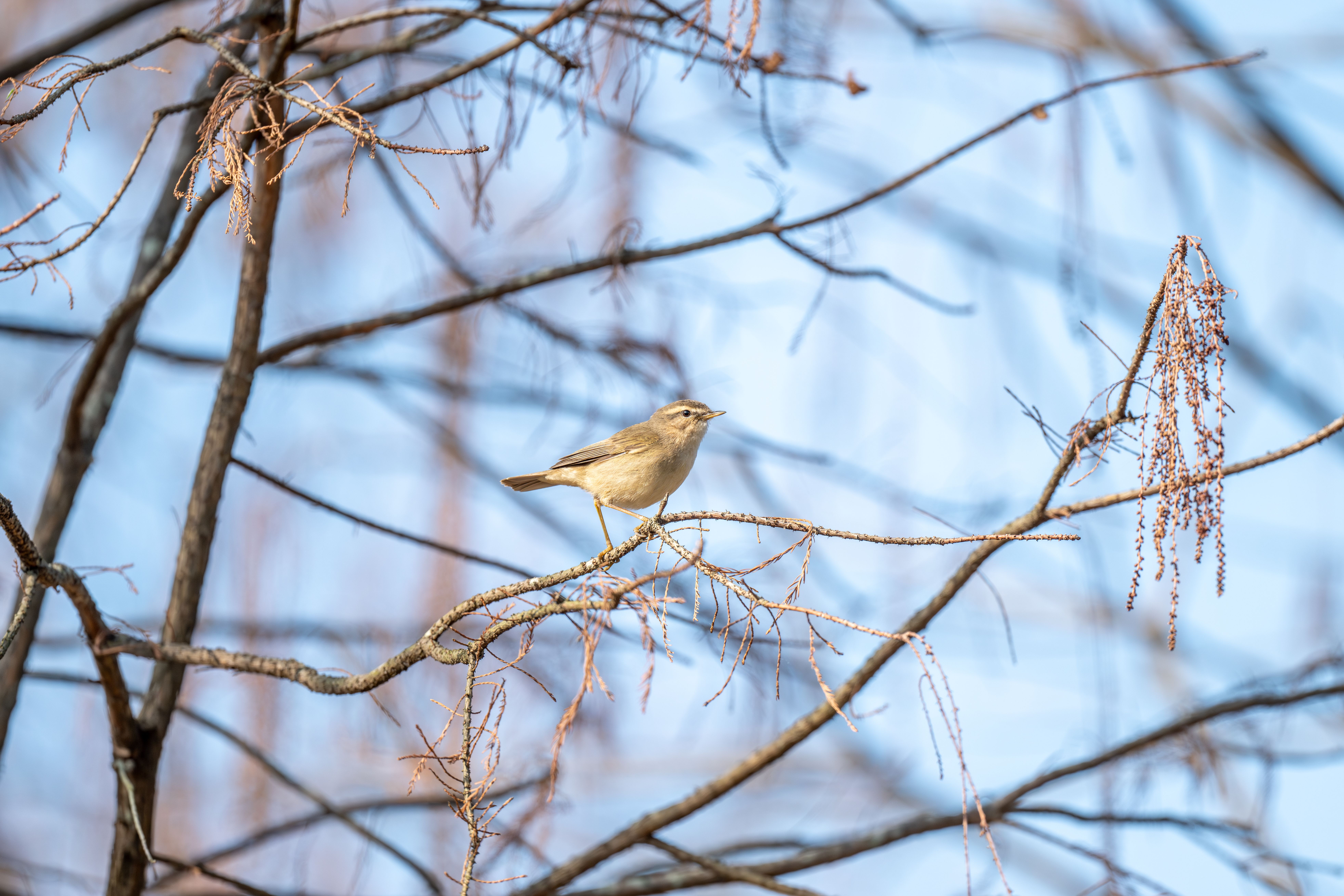 A small bird perches on a bare tree branch against a clear blue sky, showcasing nature's beauty.
