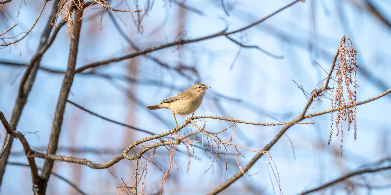 A small bird perches on a bare tree branch against a clear blue sky, showcasing nature's beauty.