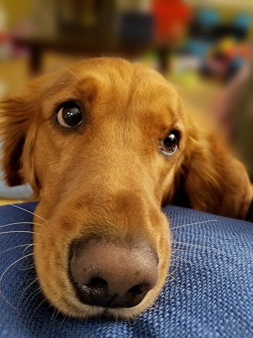 Foto profissional grátis de borrado, cachorrinho, cachorro