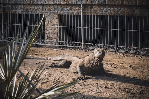 Free stock photo of adventure, animal, komodo