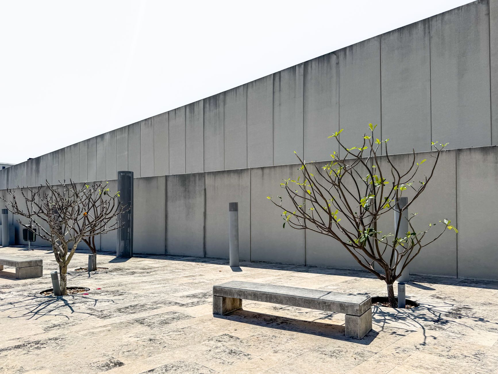 Small trees growing in a sheltered courtyard protected by surrounding walls