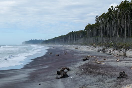 Tranquil beach scene in New Zealand with driftwood and dense forest, perfect for nature lovers.