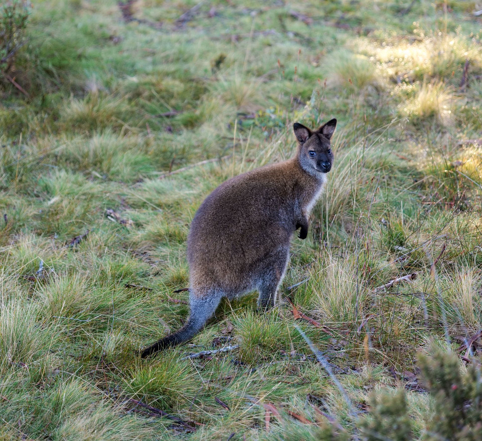 A wallaby stands in the grassy wilderness of Tasmania, Australia.