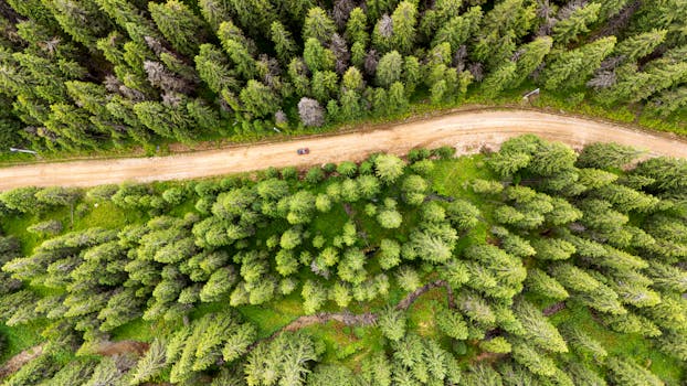 Drone shot of a winding dirt road through lush green forest.