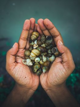 Close-up of hands cupping spiral shells, showcasing natural beauty and ocean treasures.