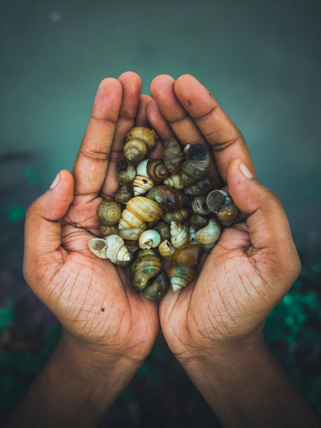 Shell Yellow Hand Hands Holding Spiral Shells on a Beach · Free Stock Photo