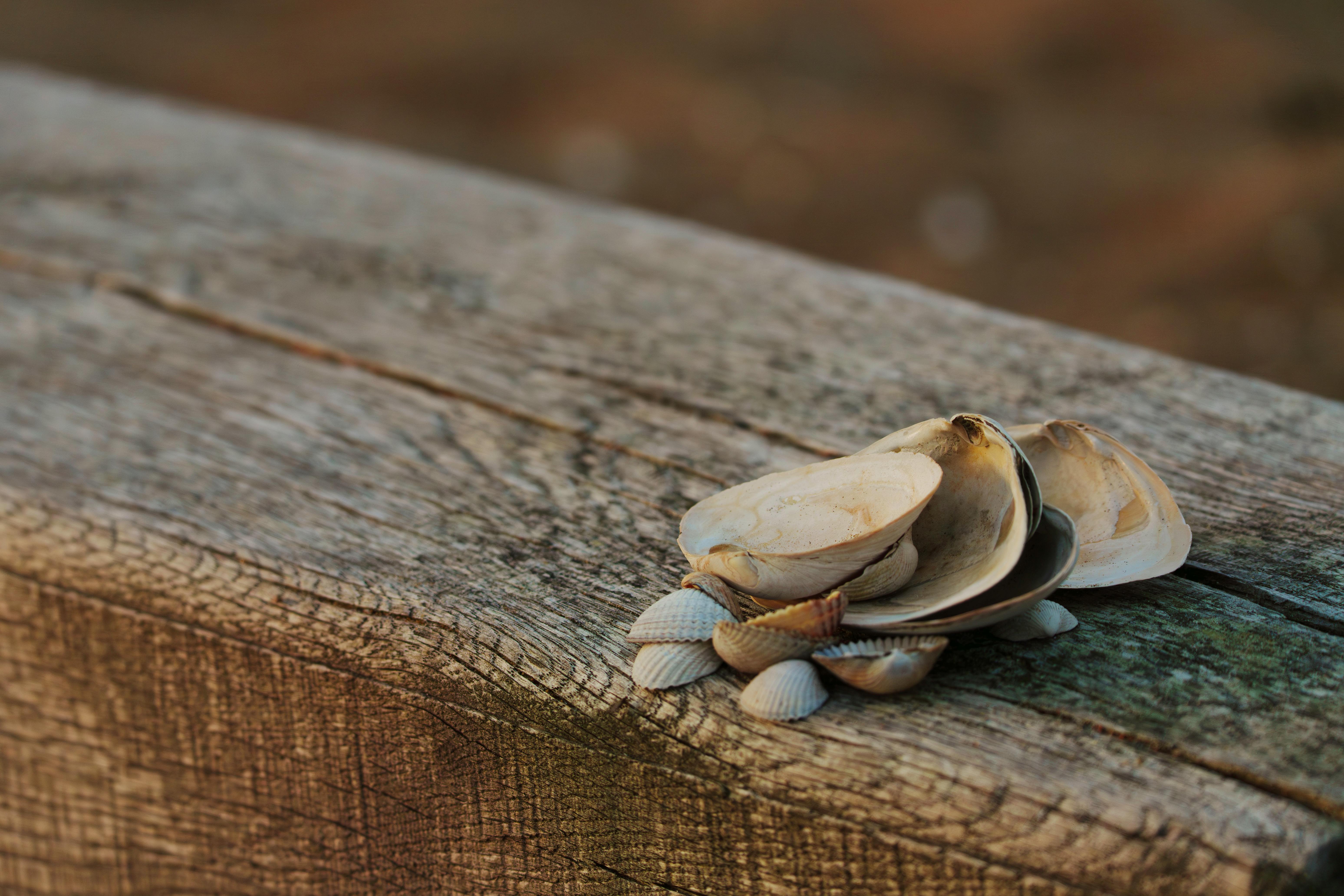 Sea Shells Up Close Photos, Download The BEST Free Sea Shells Up Close ...