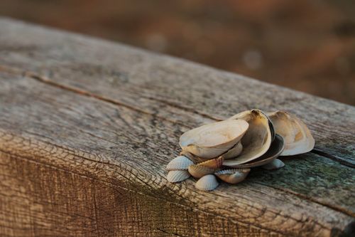 Free Close-up of assorted seashells on a rustic wooden plank outdoors. Stock Photo