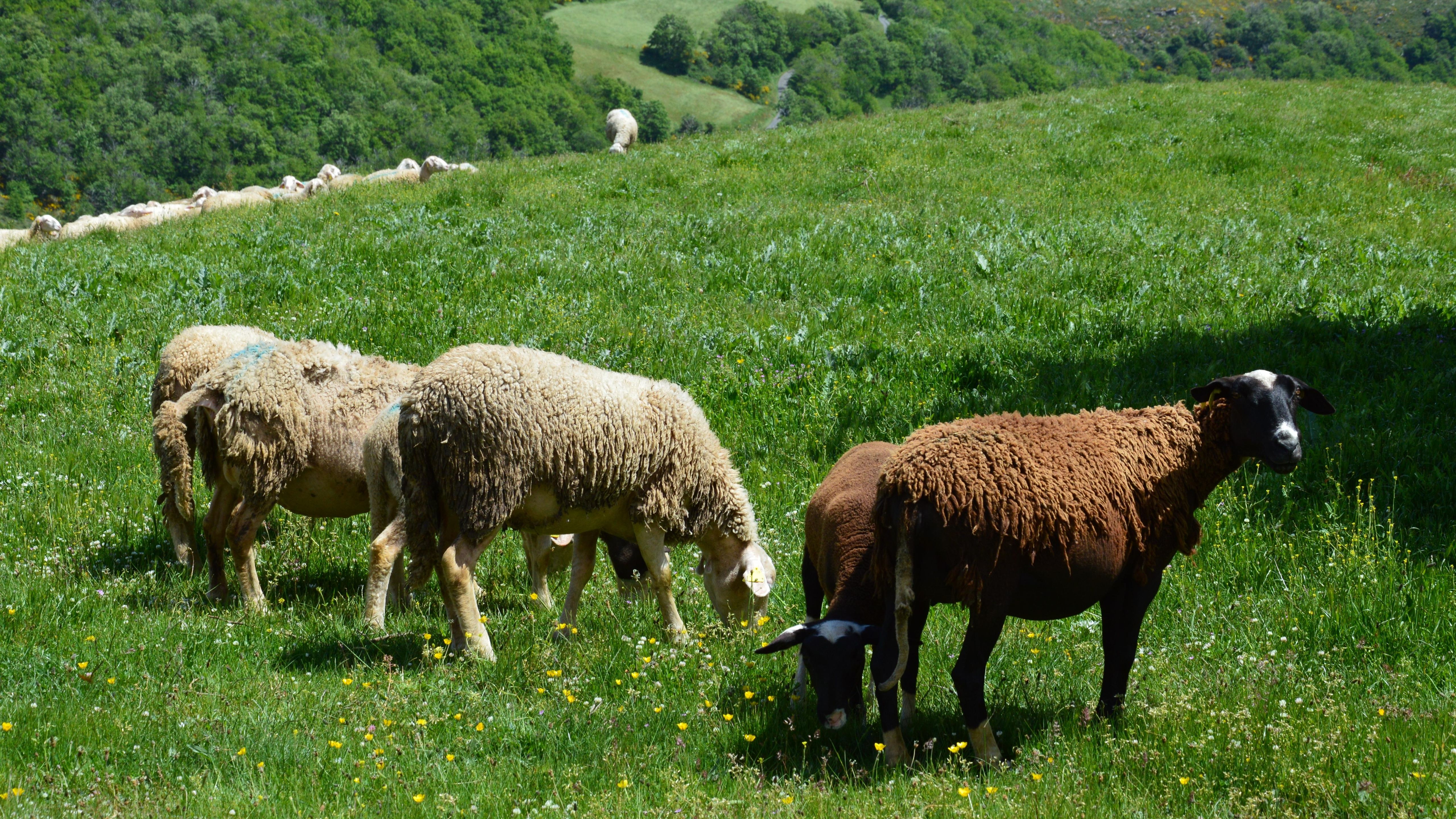 Spring In Farm Photos, Download The BEST Free Spring In Farm Stock ...