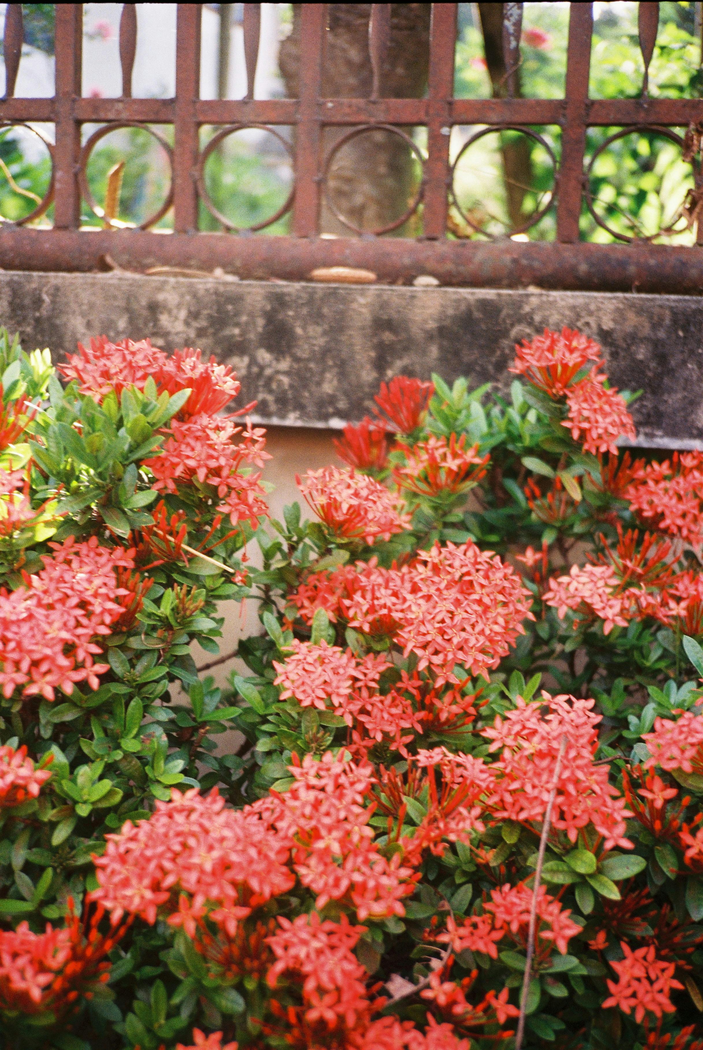 Close-up of vibrant Ixora flowers in full bloom against a rustic fence background.