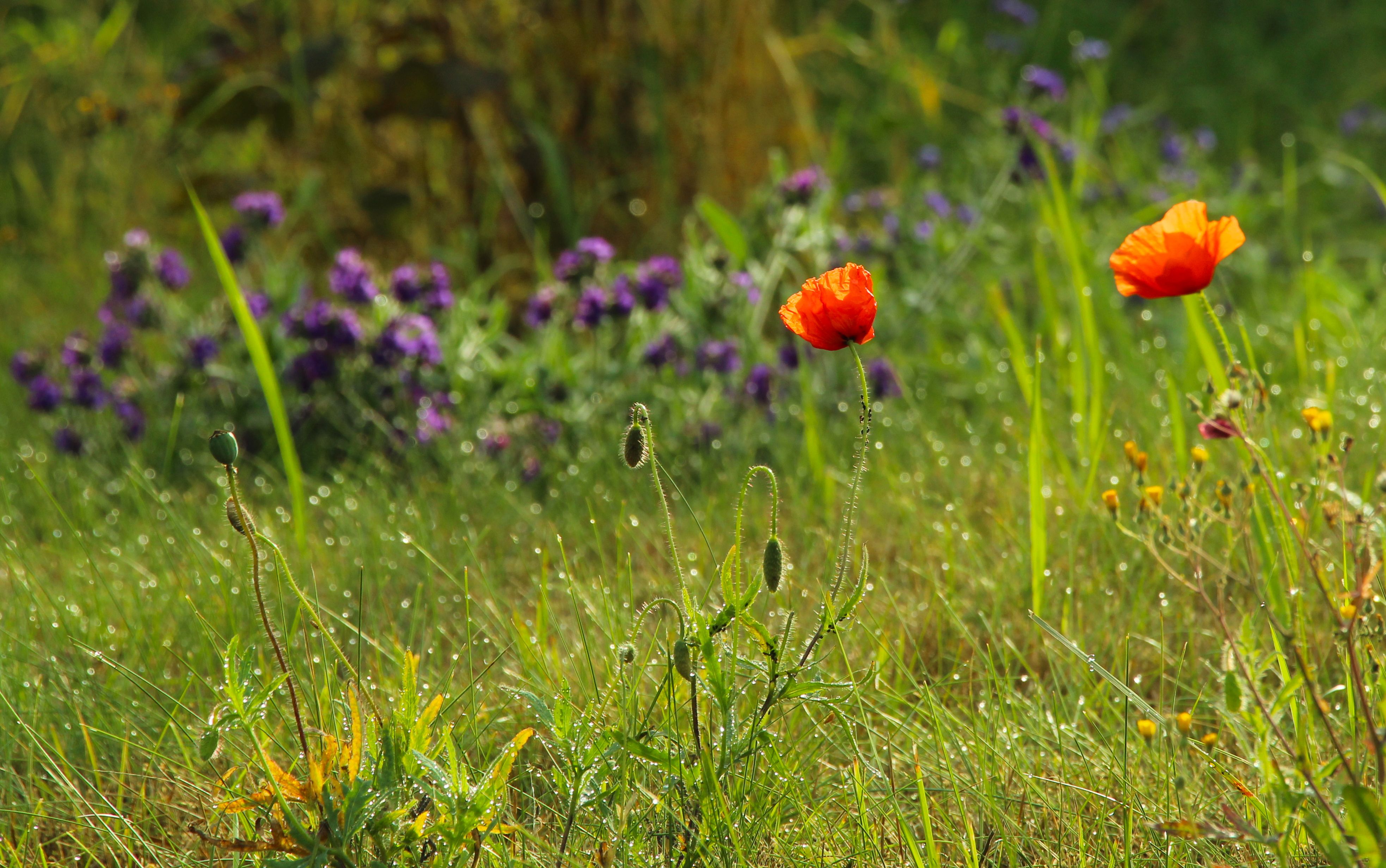 Vibrant Wildflowers in Spring Meadow · Free Stock Photo