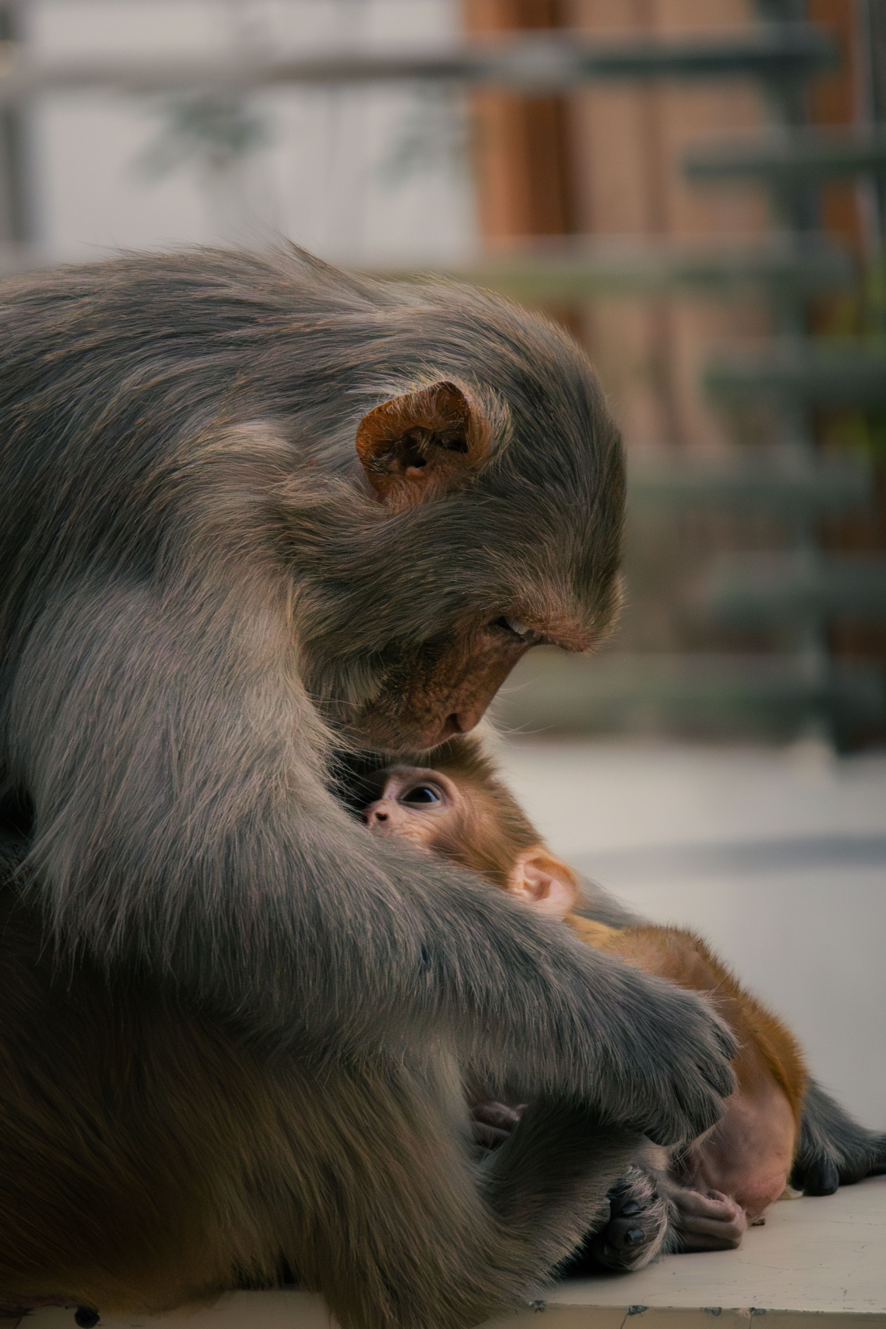 Tender Moments Between Mother and Baby Monkey · Free Stock Photo