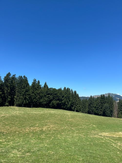 Free A serene forest meadow with lush greenery and clear blue skies, perfect for tranquility. Stock Photo