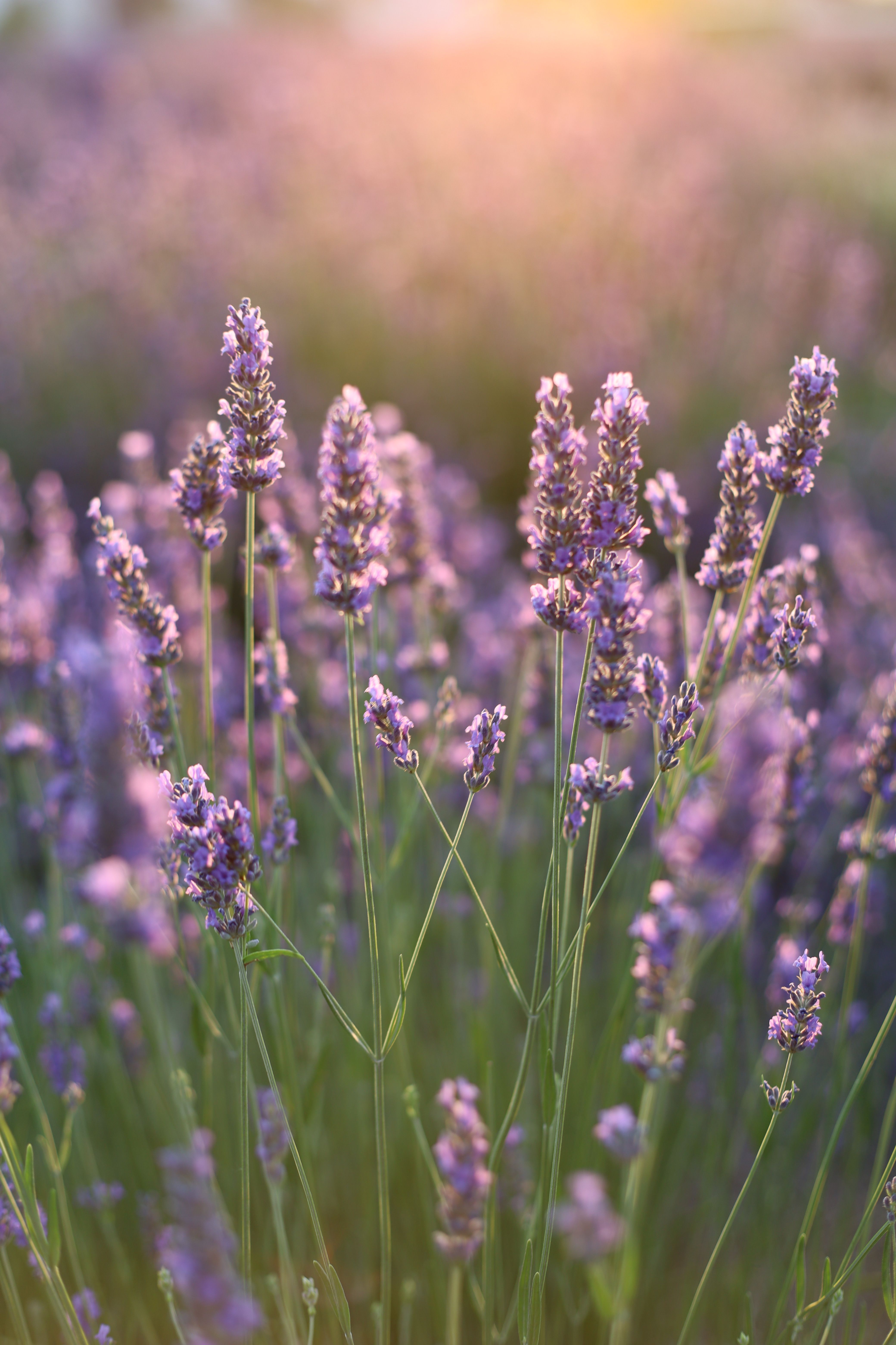 Purple Flower Field · Free Stock Photo