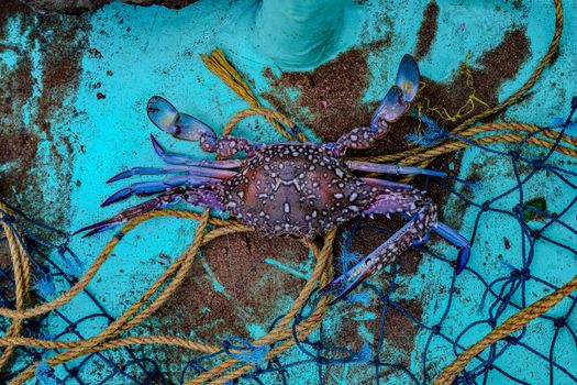 Colorful blue crab lying on a fishing net, vibrant coastal life imagery.