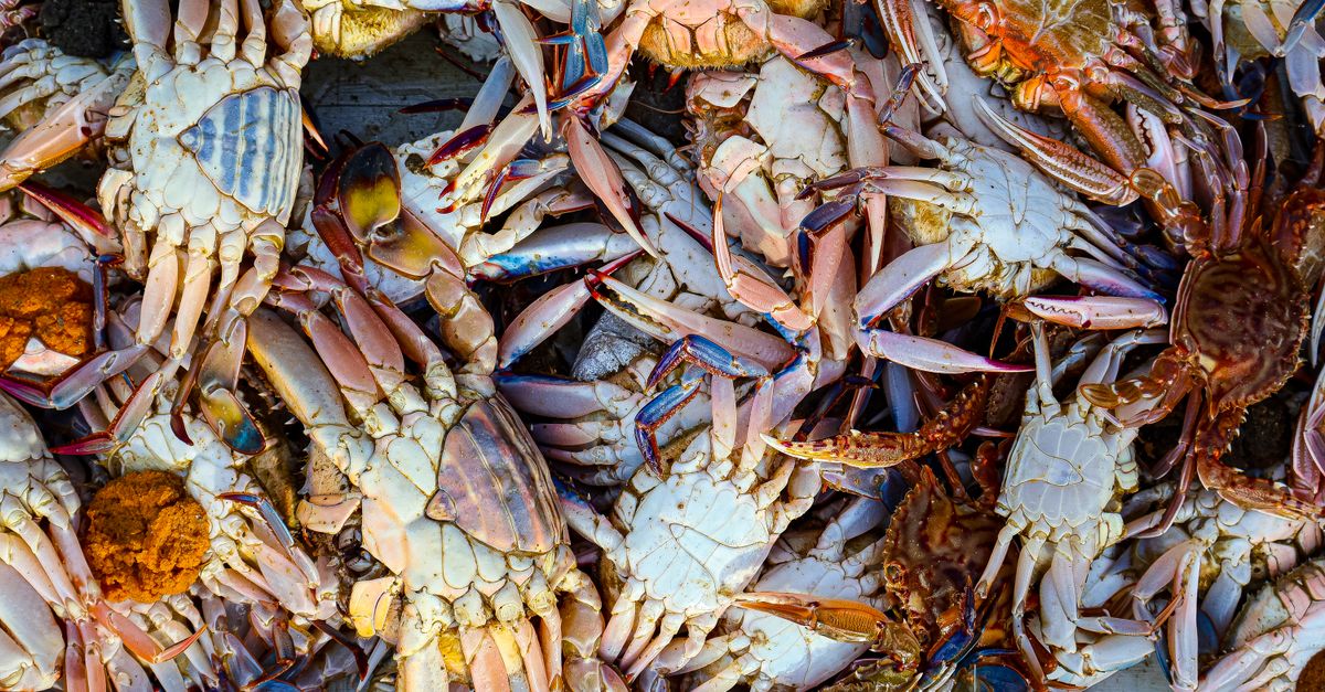 Les fruits de mer frais : Comment les choisir au marché