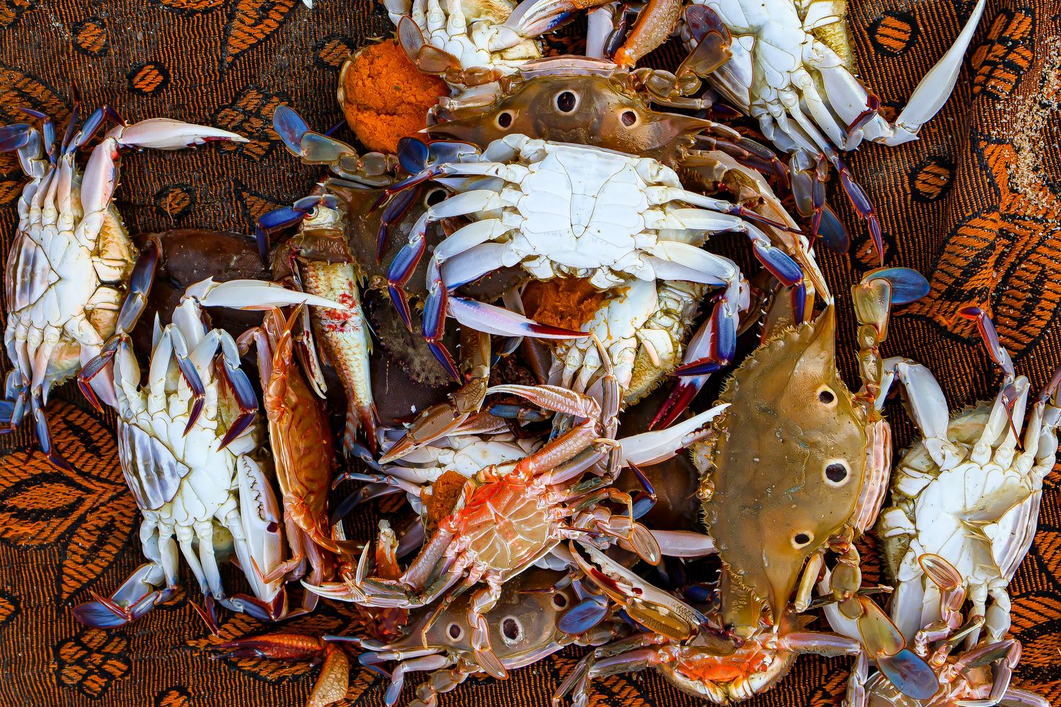 Crab Patterns Photos, Download The BEST Free Crab Patterns Stock Photos ...