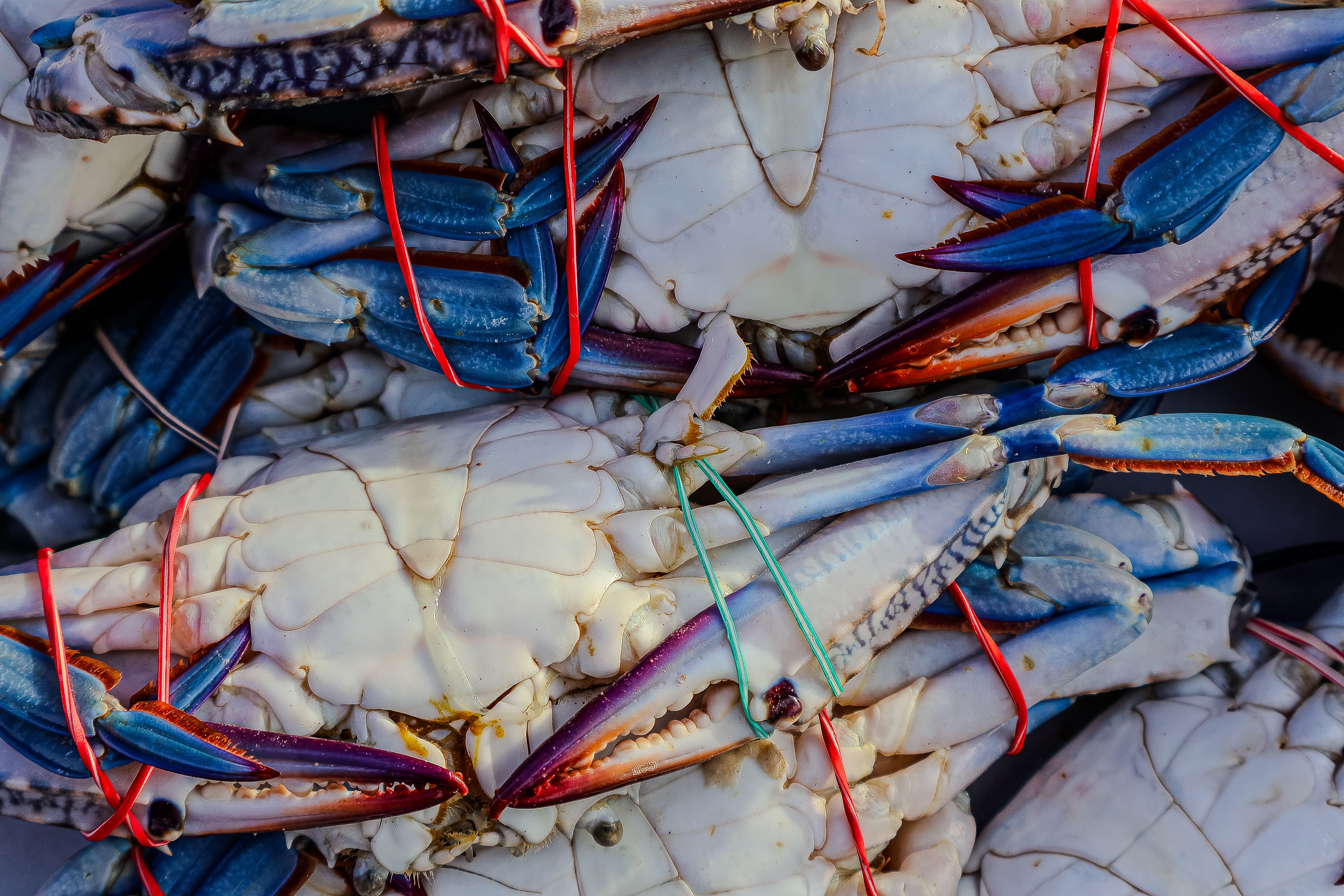 Freshly Caught Blue Crabs Stacked for Sale · Free Stock Photo