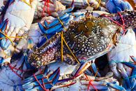 Close-up of tied fresh blue swimming crabs at an outdoor seafood market.