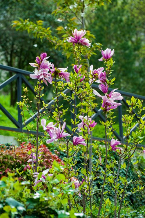 Free Vibrant pink magnolias bloom against a garden backdrop with decorative railing. Stock Photo