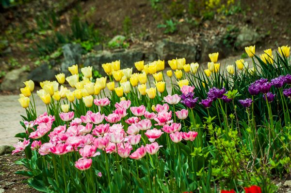 Pink and Purple Tulips jigsaw puzzle