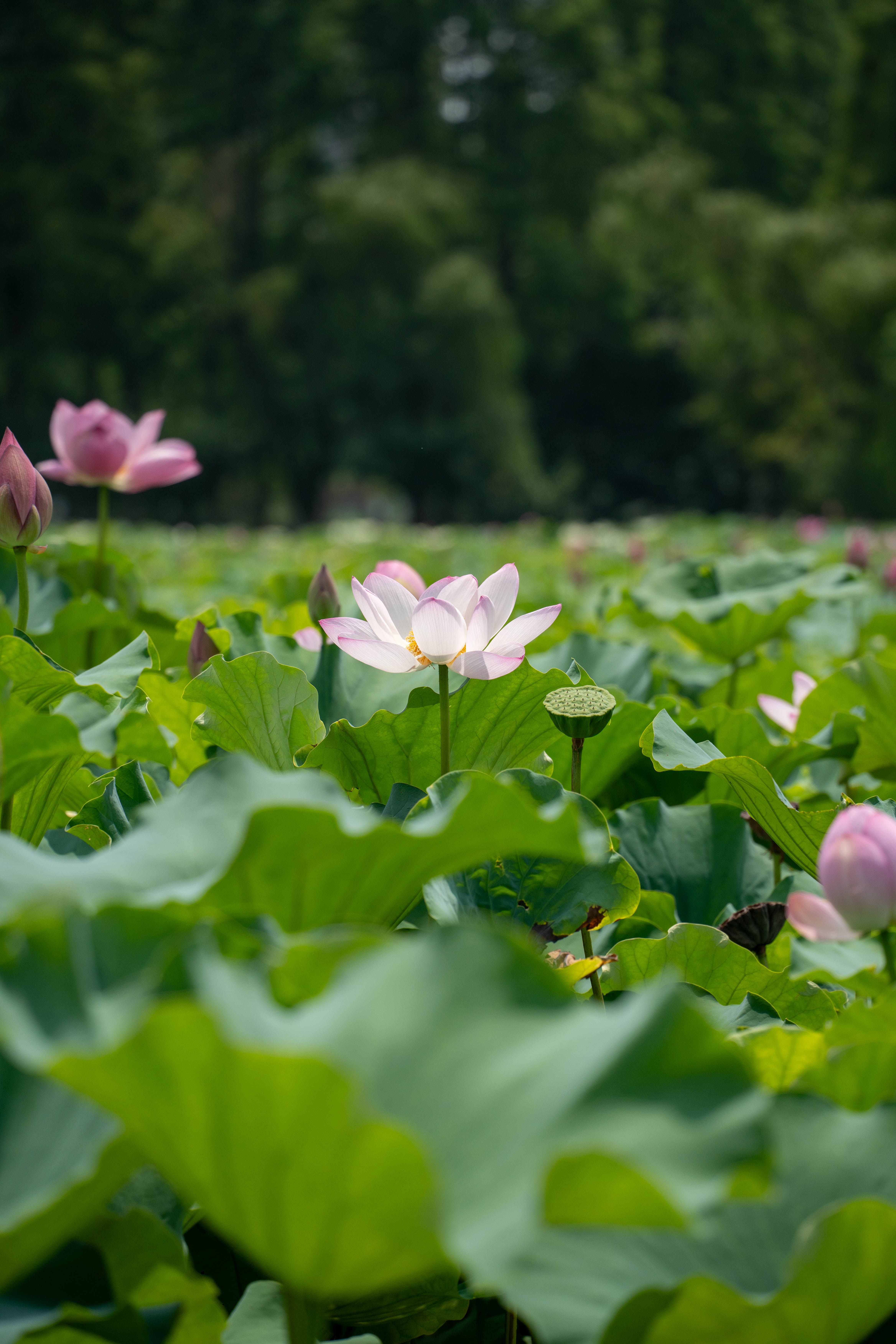 Serene Lotus Blossom in Lush Greenery · Free Stock Photo