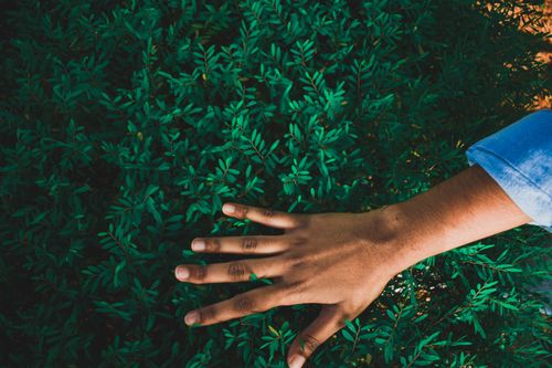 Free A hand gently touching vibrant green foliage, captured outdoors, evoking a sense of nature and tranquility. Stock Photo