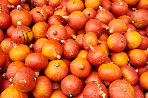 Free stock photo of autumn, orange, pumpkin