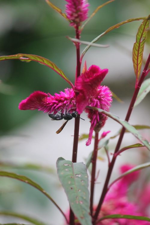Free Macro shot of a bee pollinating a vibrant pink celosia flower in Kerala, India, showcasing nature's beauty. Stock Photo
