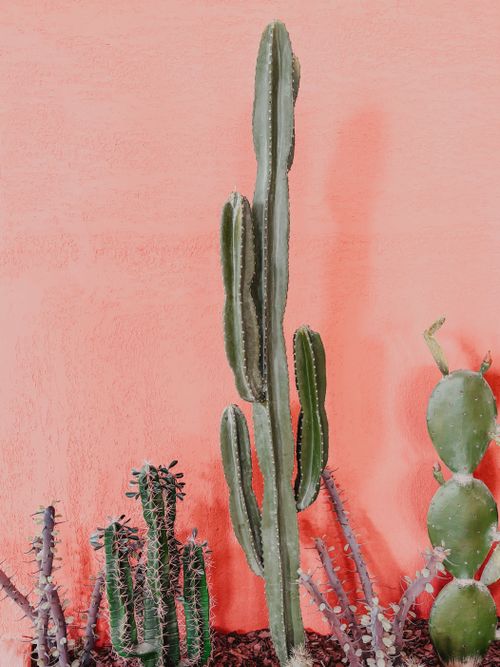 Free A variety of cacti against a bright coral wall creating a vibrant outdoor decor setting. Stock Photo