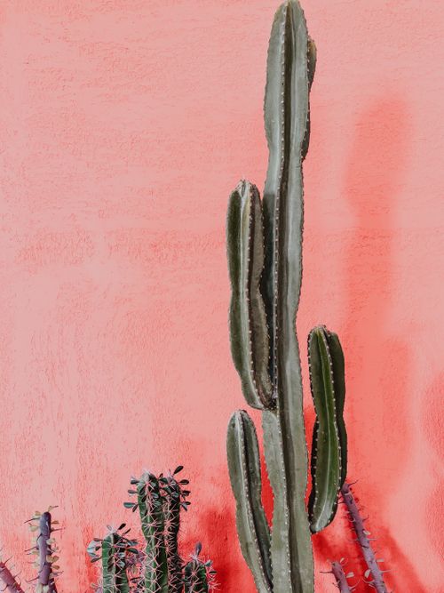 Free Tall cactus plants against a pink textured wall create a vibrant outdoor decor vibe. Stock Photo