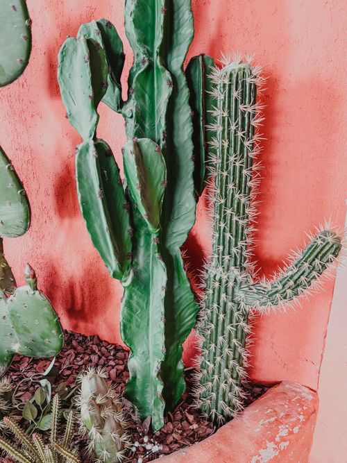 Free Colorful cacti variety against vivid pink wall creating a striking display. Stock Photo