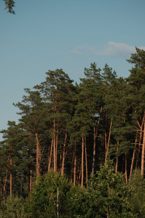 Free Tall pine trees under a clear blue sky in Pylypovychi, Kyiv Oblast, Ukraine. Stock Photo