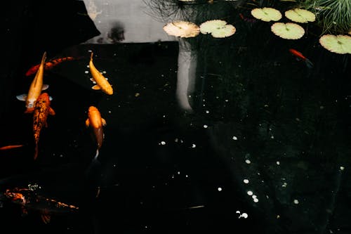 Free Koi Fish on a Pond Stock Photo