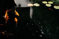 在一个宁静的池塘里，五颜六色的锦鲤优雅地游过睡莲叶下