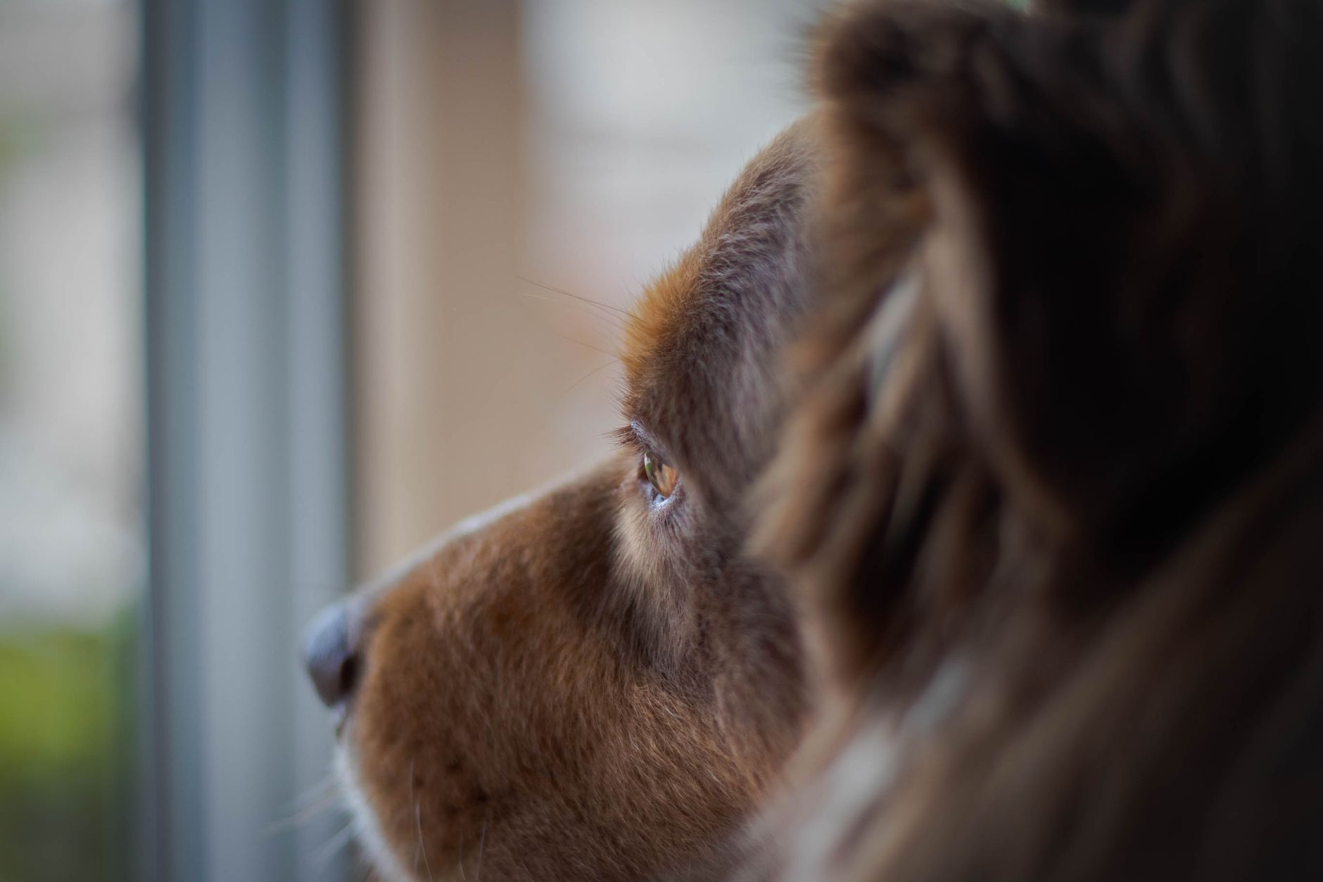 Profile view of a brown dog gazing thoughtfully through a window.