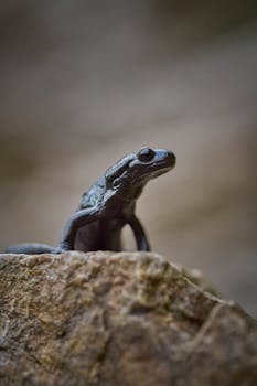 A detailed shot of a black frog perched on a rock, showcasing natural textures and wildlife.
