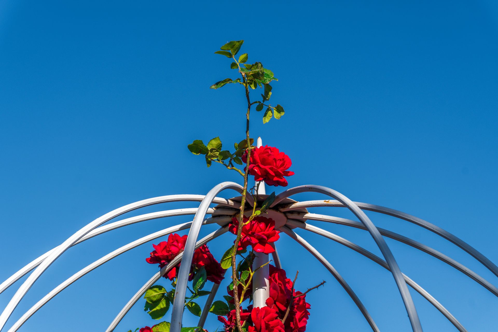Vibrant red roses climbing a decorative metal arch set against a clear blue sky.