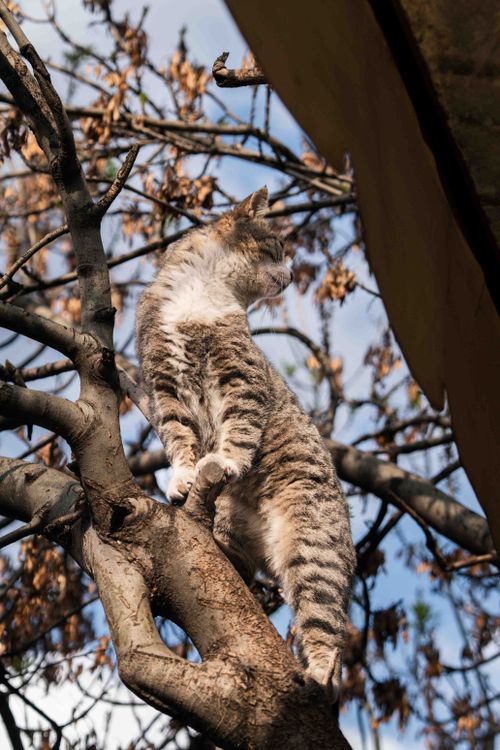 Free Striped cat perched on a tree branch, surrounded by autumn leaves under a clear sky. Stock Photo