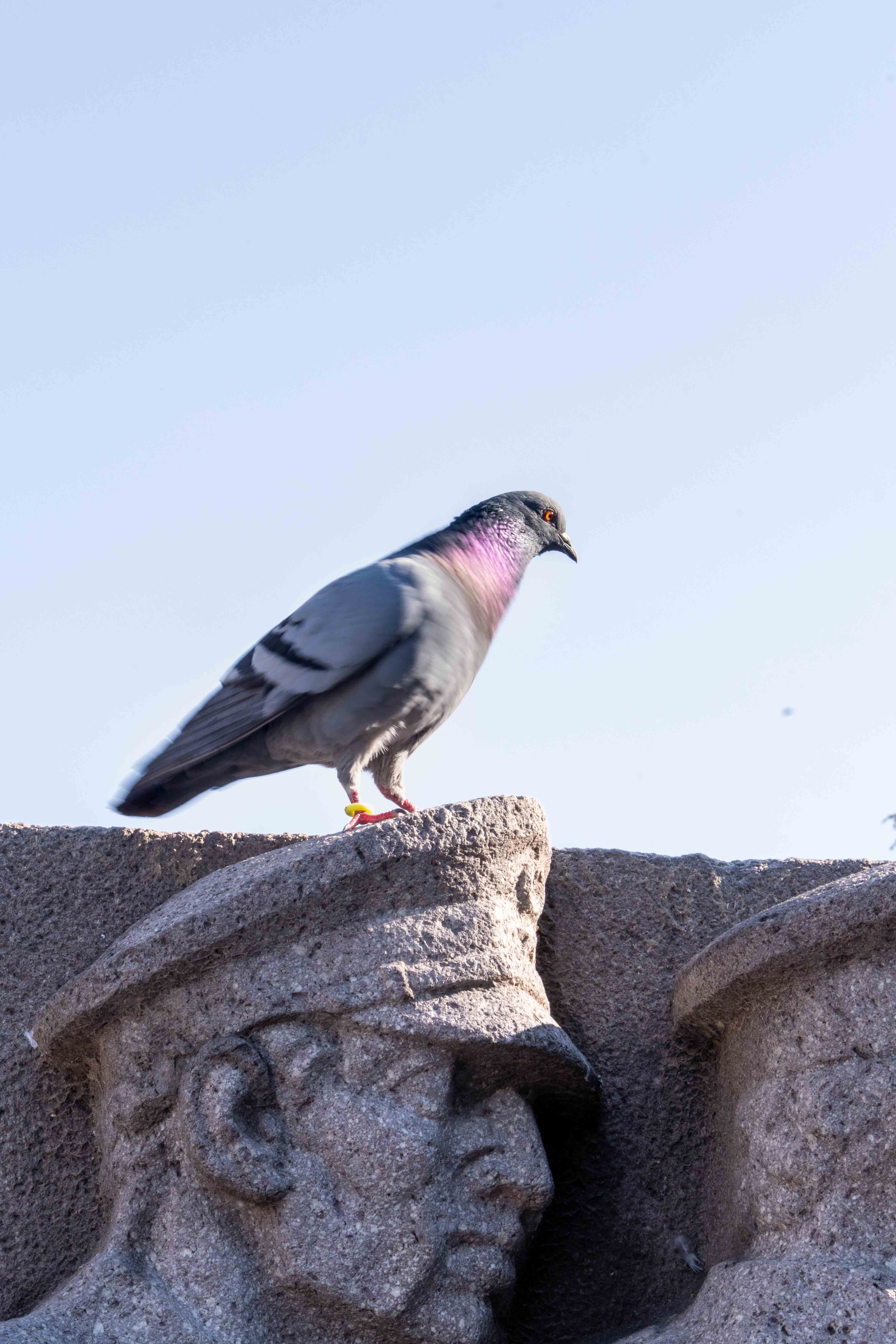 A pigeon sits atop a detailed stone sculpture, adding contrast and interest.