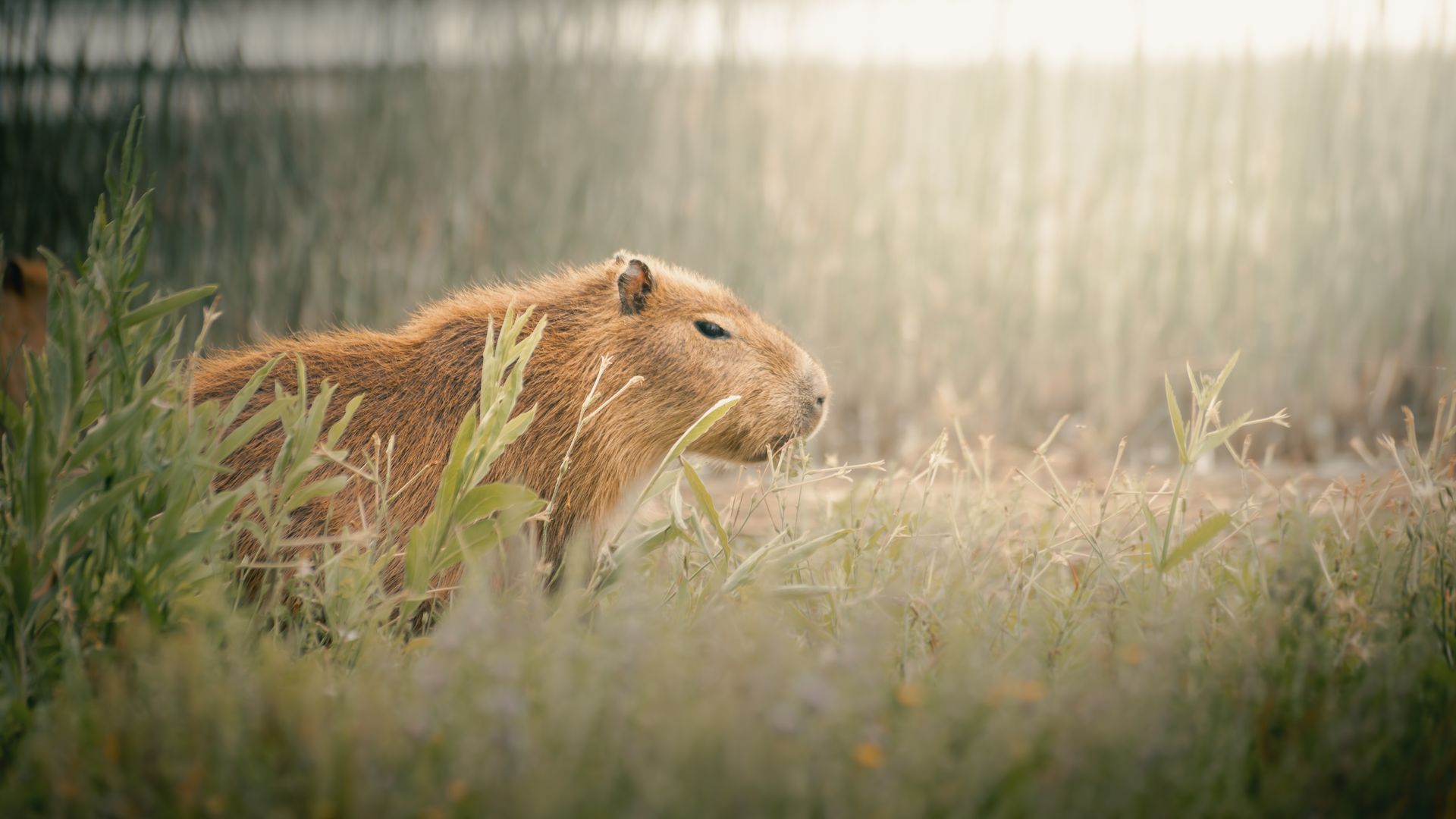 A capybara in natural habitat near Mar del Plata, Argentina.