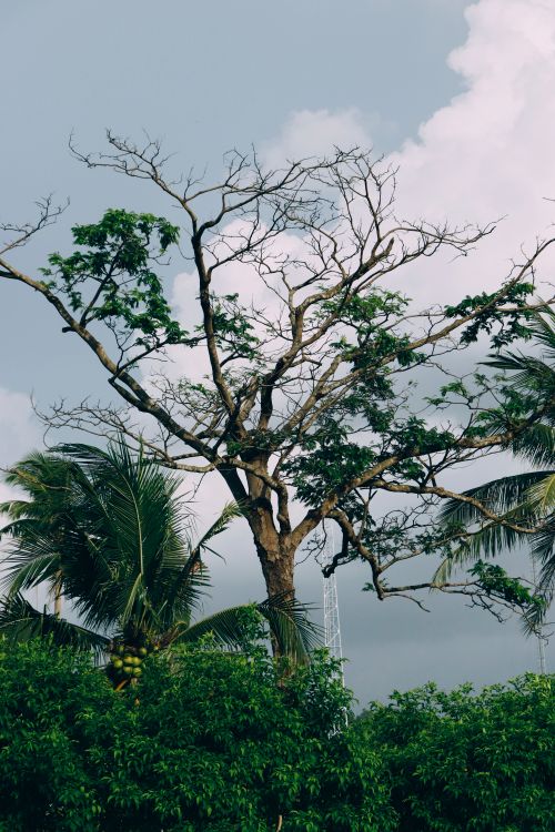 Free A barren tree stands tall amidst lush greenery under a cloudy Thai sky, showcasing nature's resilience. Stock Photo