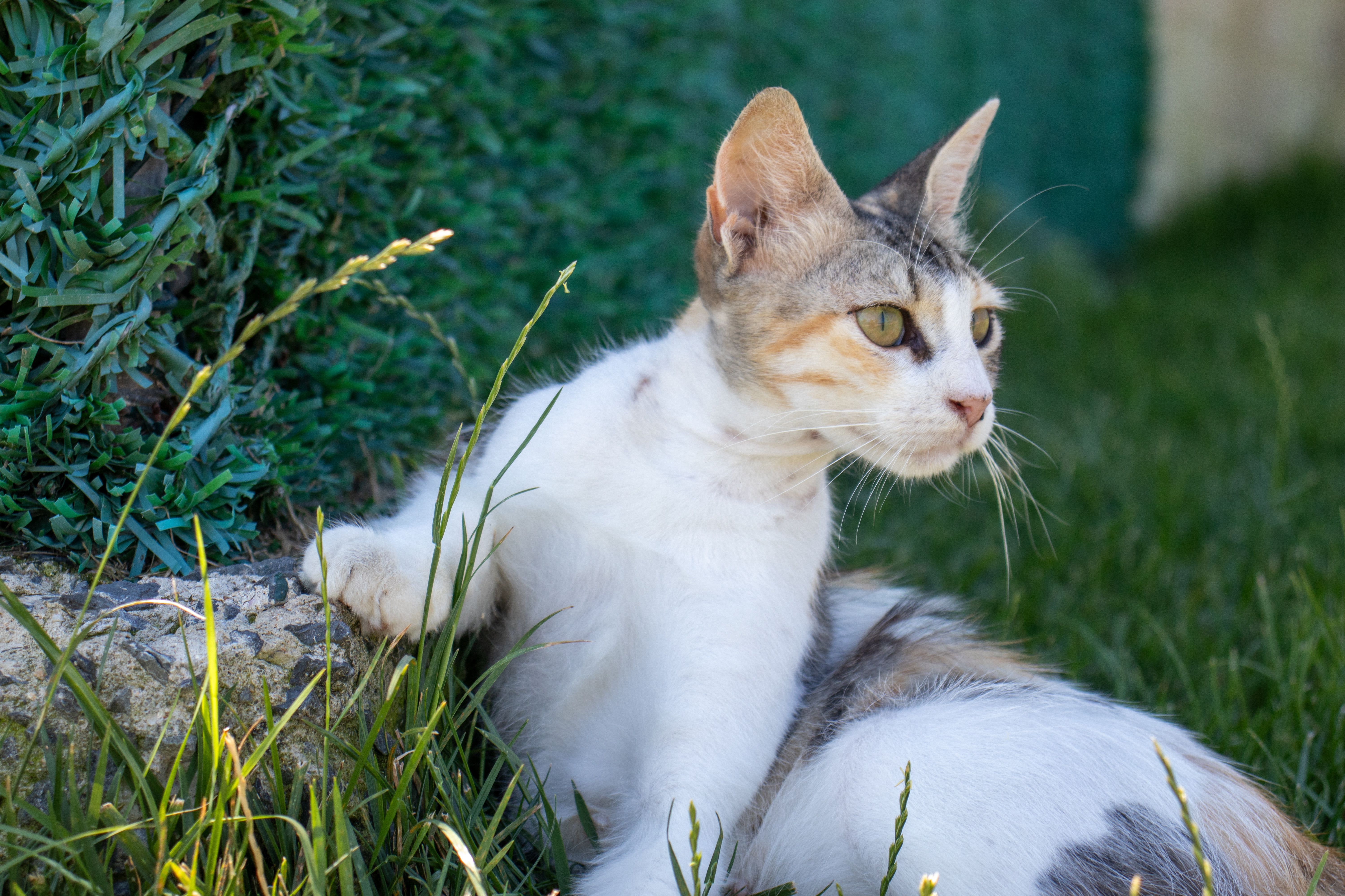 A serene image of a cat lying on grass outdoors in a garden setting in Istanbul.