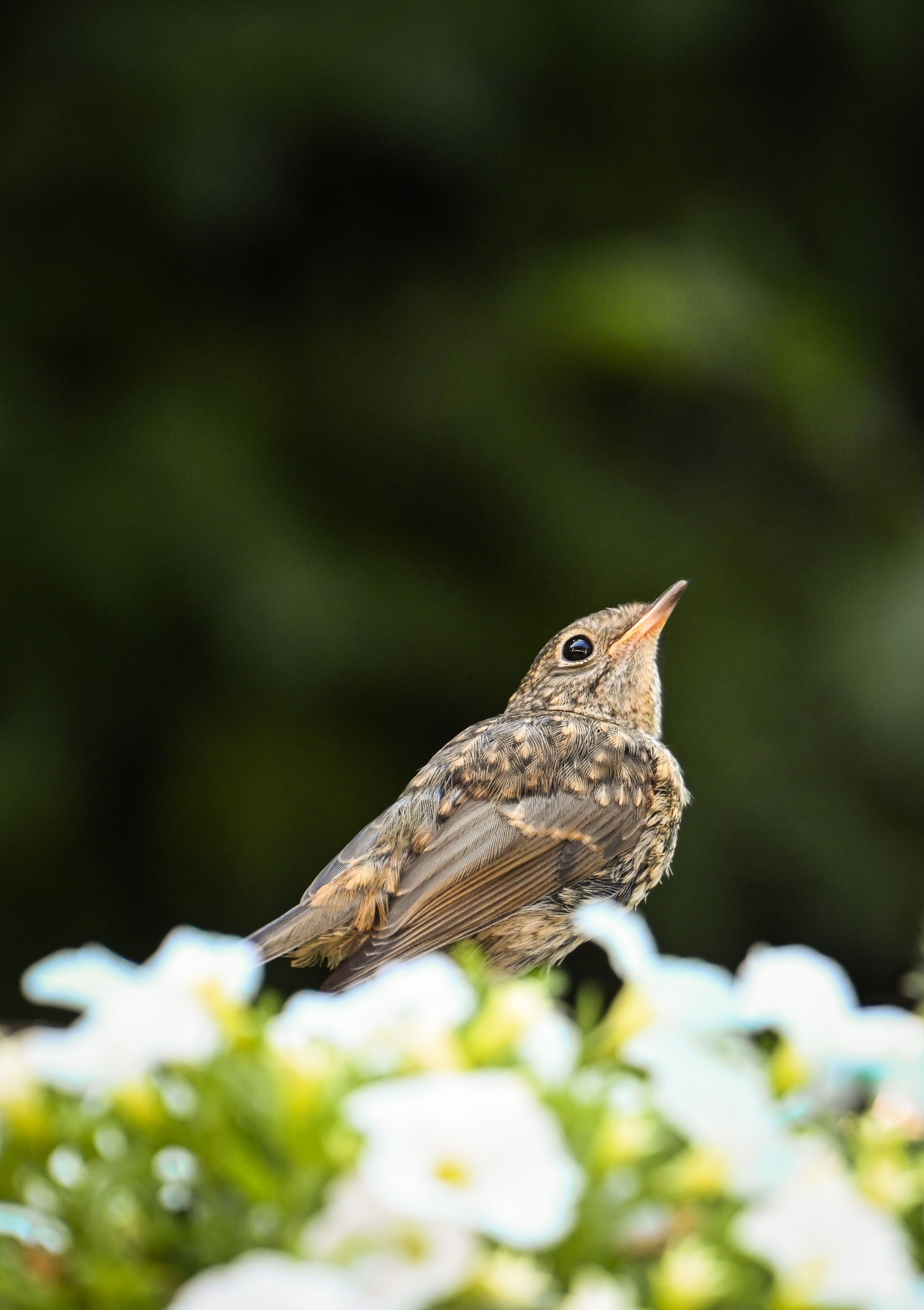 Close-up of a Small Bird in Nature · Free Stock Photo